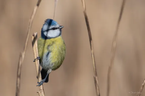 Mésange bleue