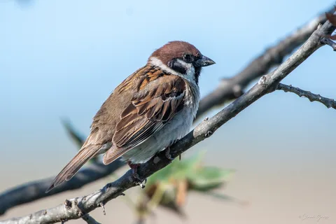 Moineau friquet