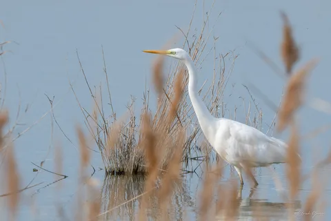Grande aigrette