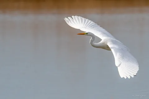 Grande aigrette