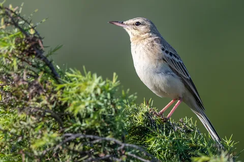 Pipit rousseline