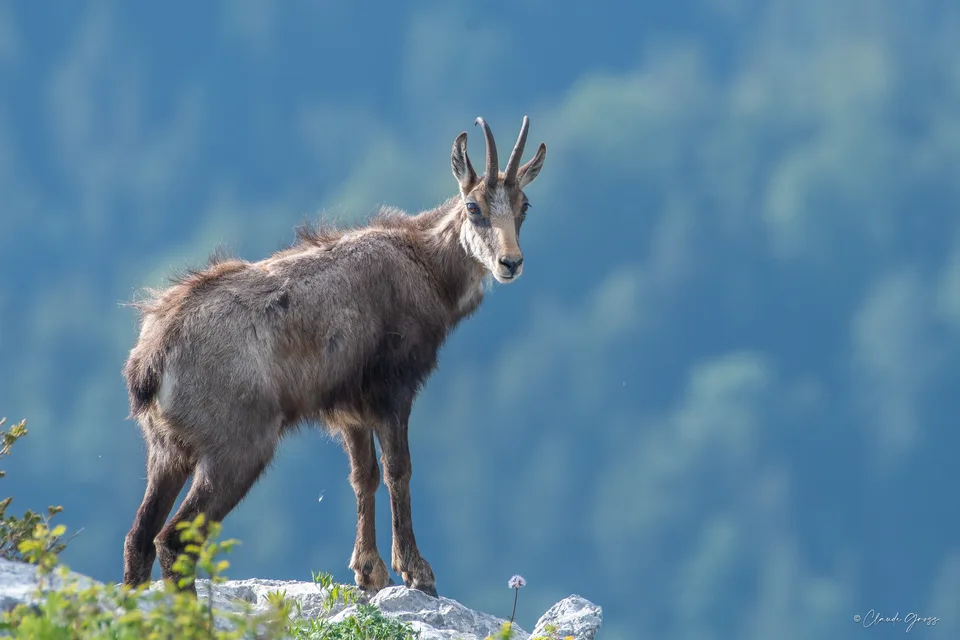 Chamois