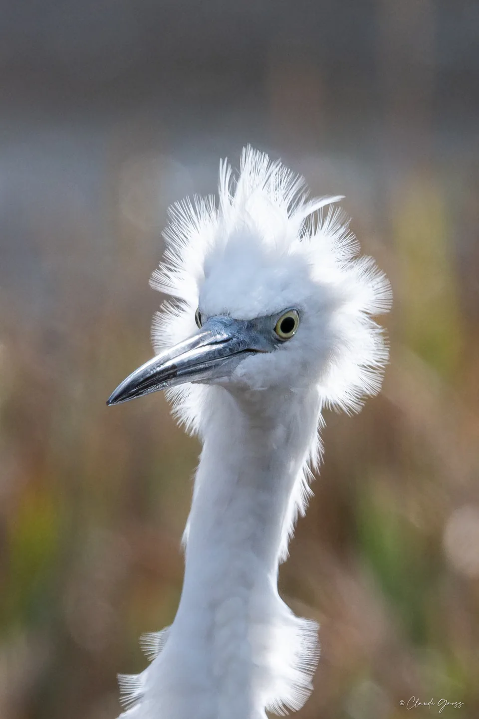 Aigrette garzette