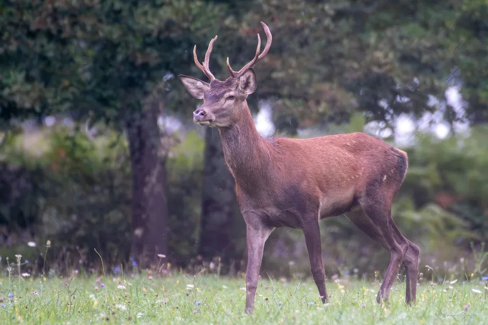 Cerf élaphe