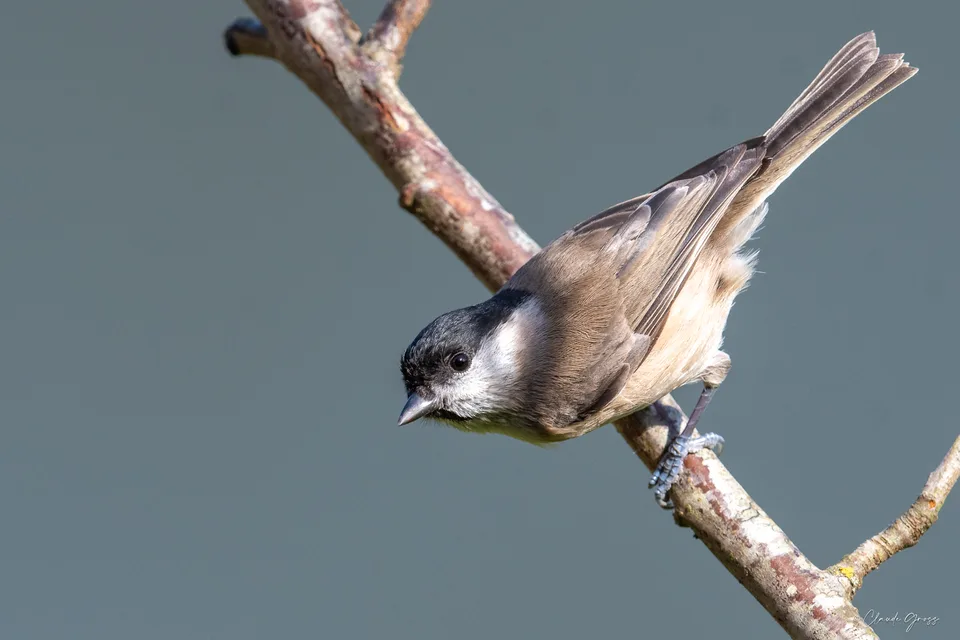 Mésange nonnette