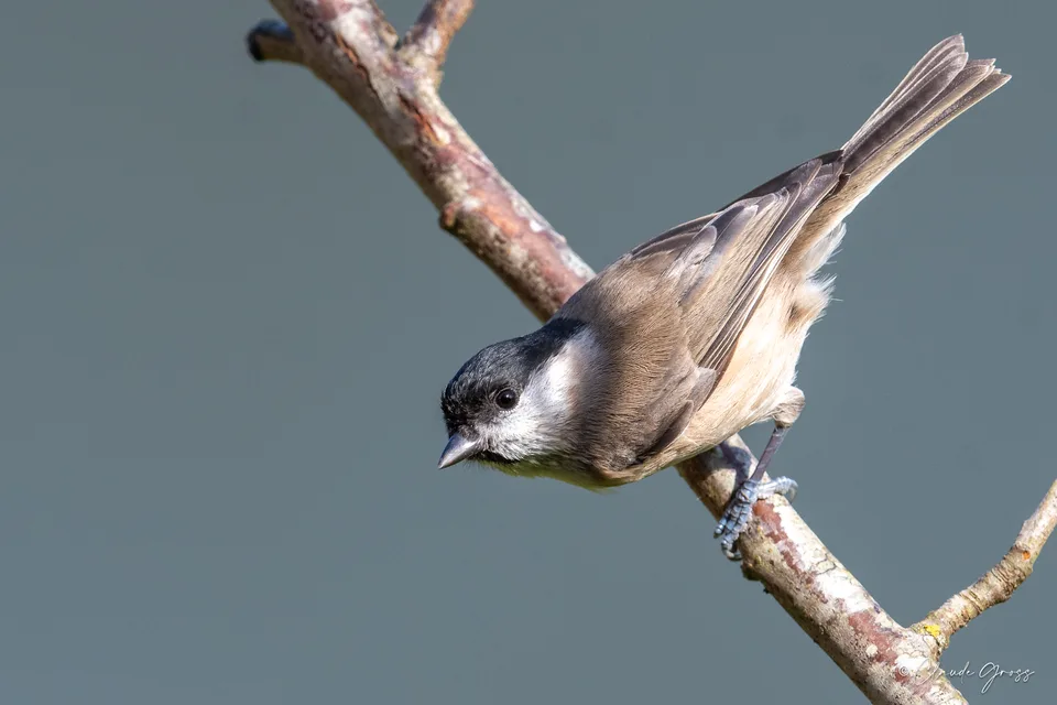 Mésange nonnette