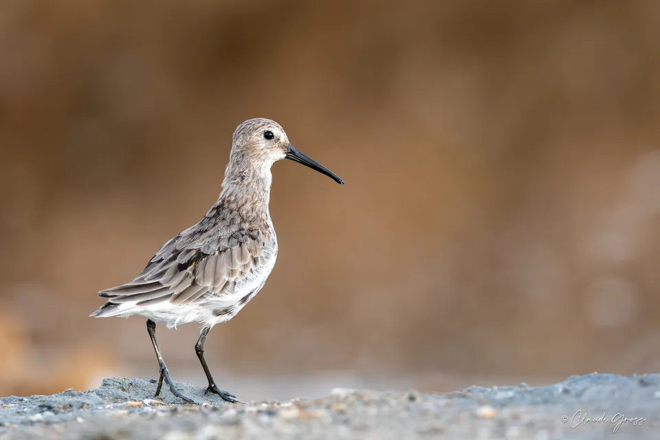 Bécasseau variable