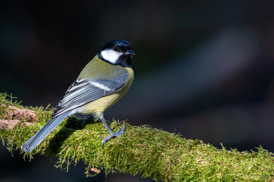 Mésange charbonnière