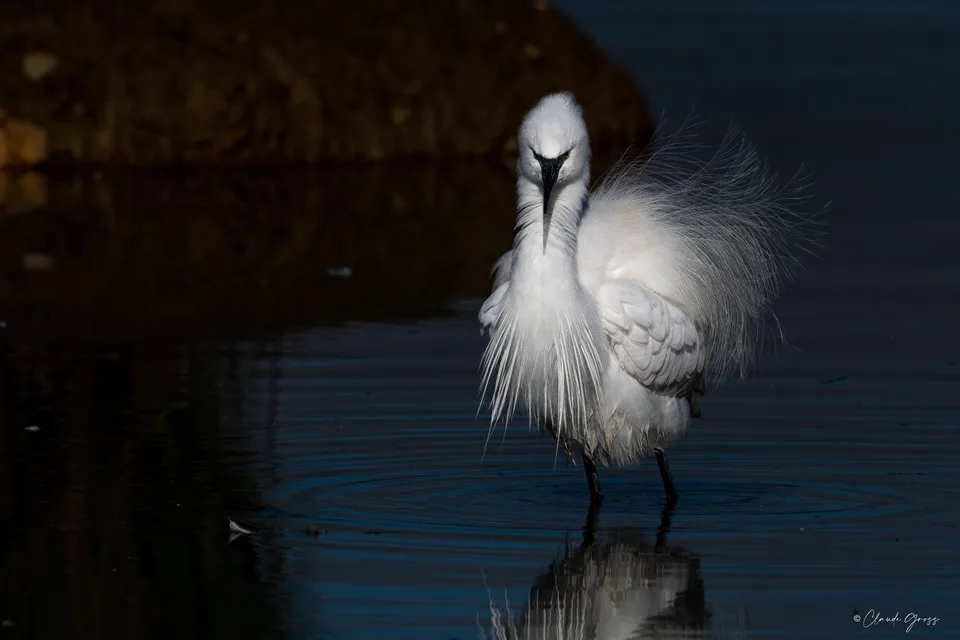 Aigrette garzette