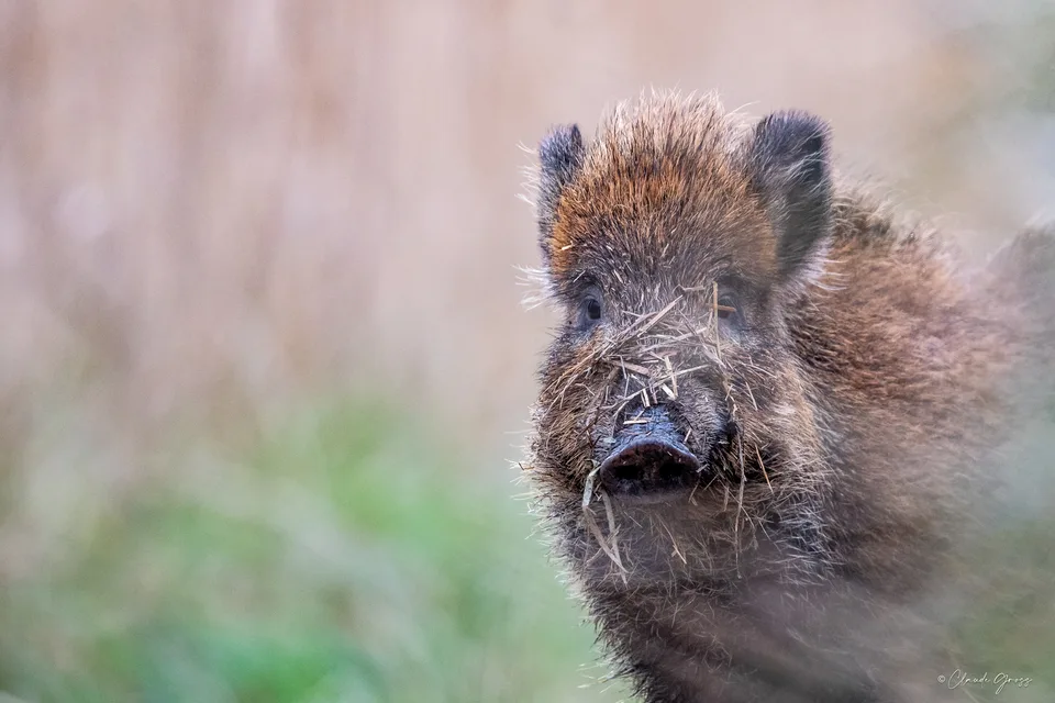 Sanglier