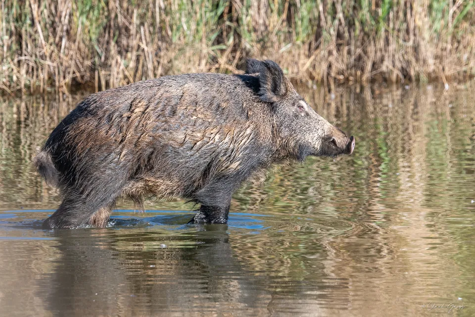 Sanglier