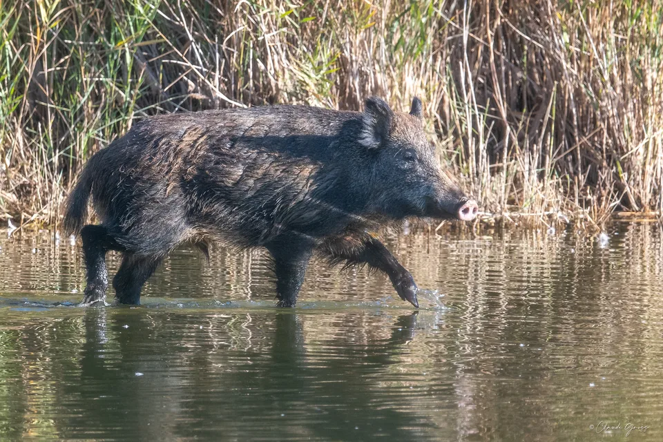 Sanglier
