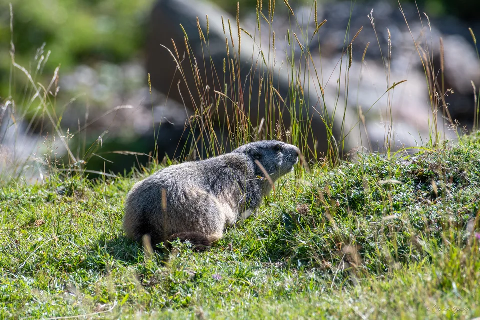 Marmotte des Alpes
