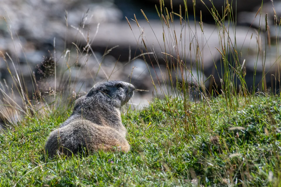 Marmotte des Alpes