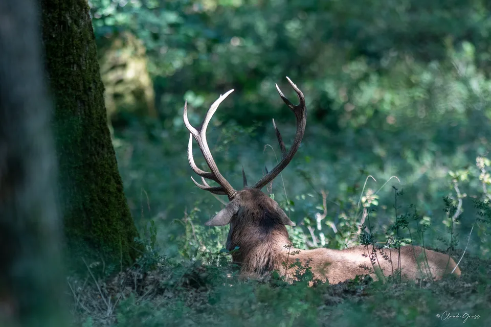 Cerf