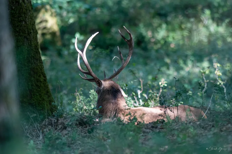 Cerf
