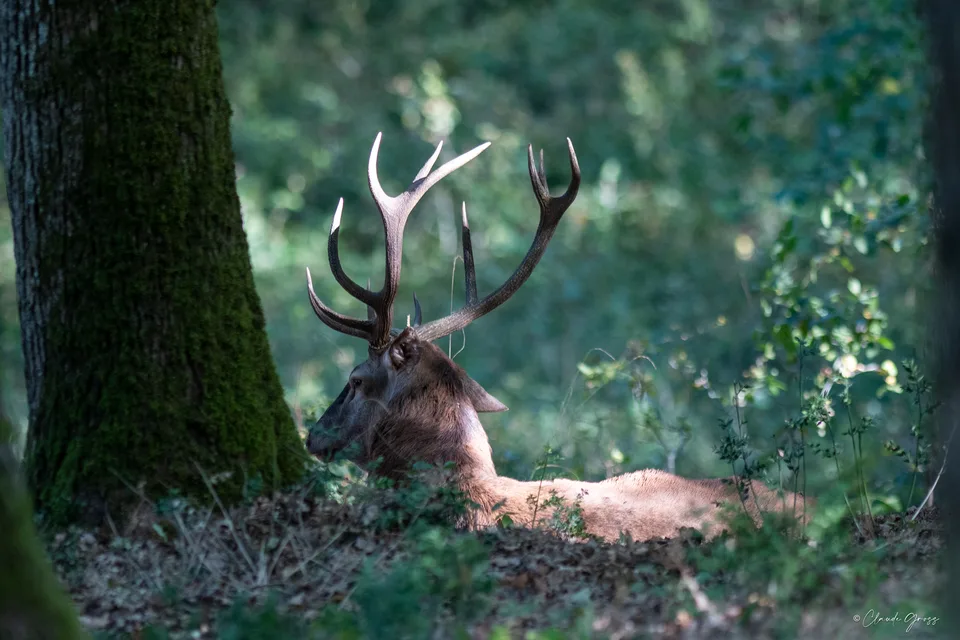 Cerf