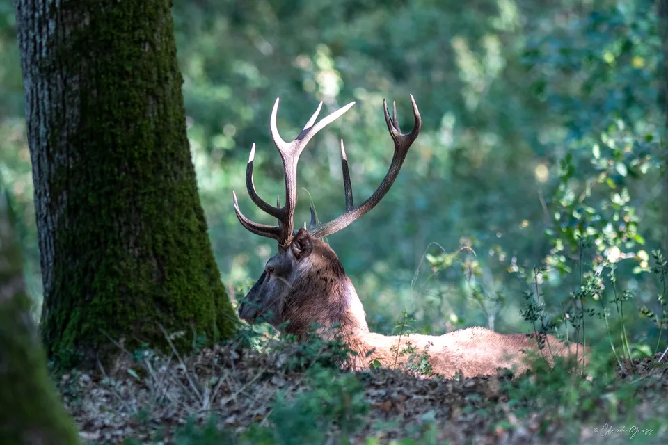 Cerf