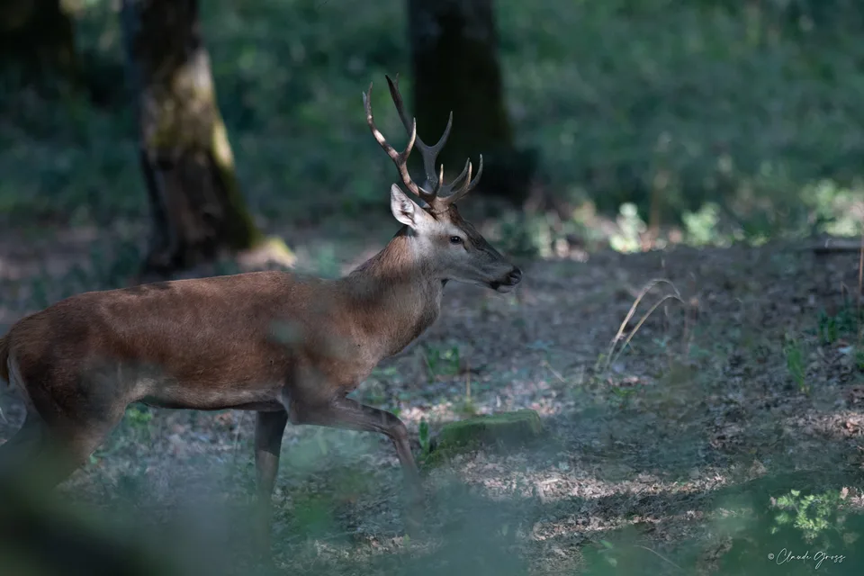 Cerf