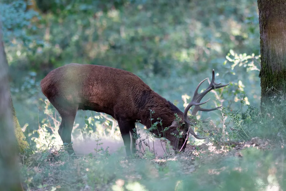 Cerf