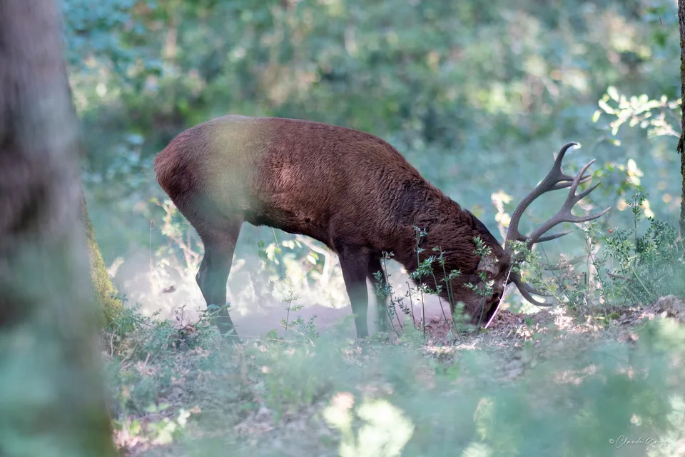 Cerf