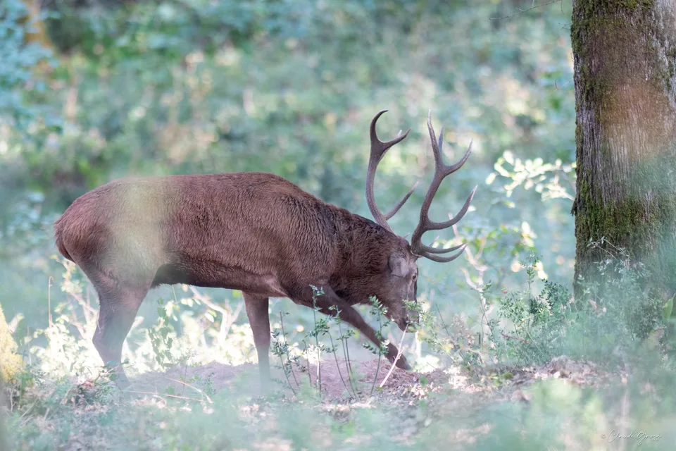 Cerf