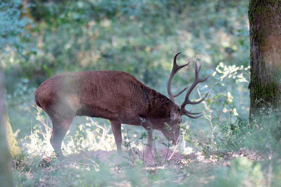 Cerf