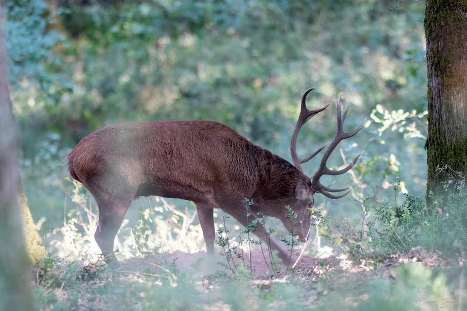Cerf