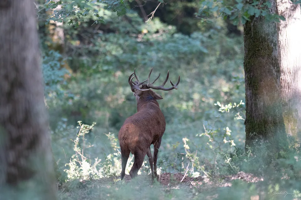 Cerf