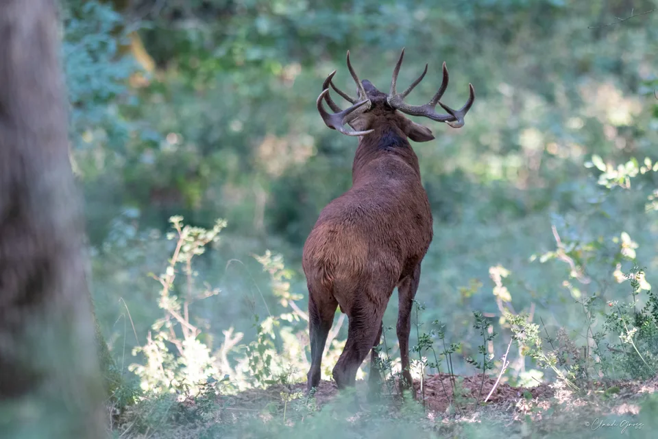 Cerf