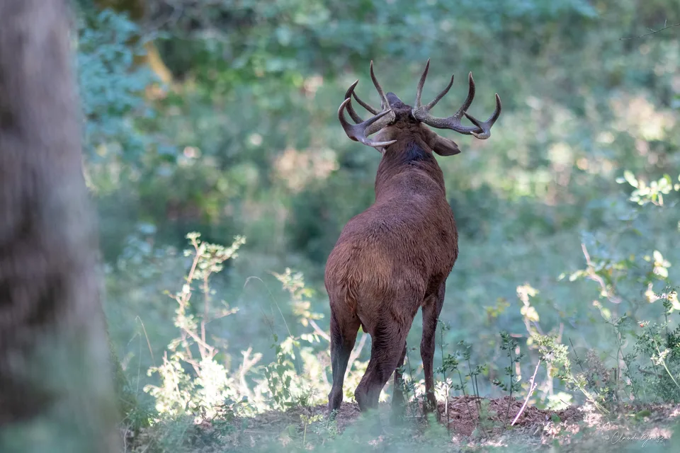Cerf