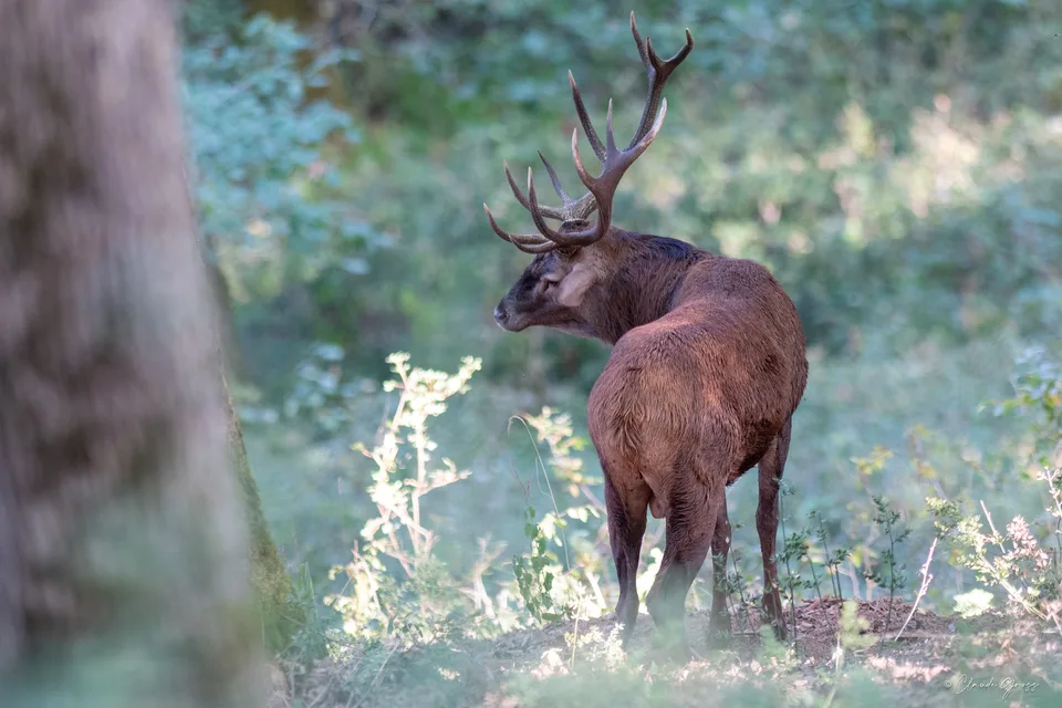 Cerf