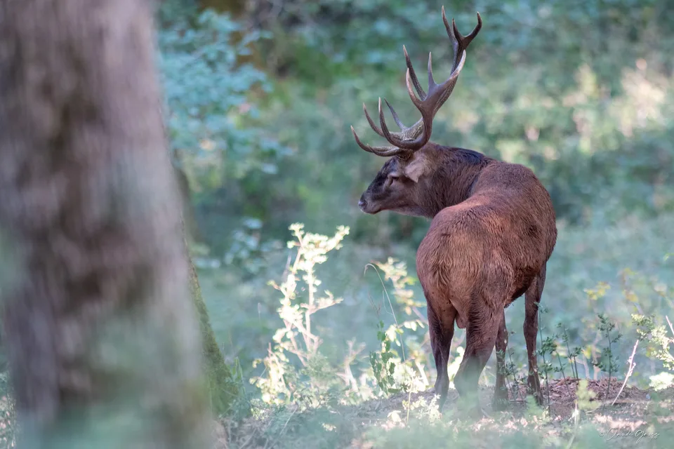 Cerf