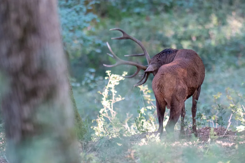 Cerf