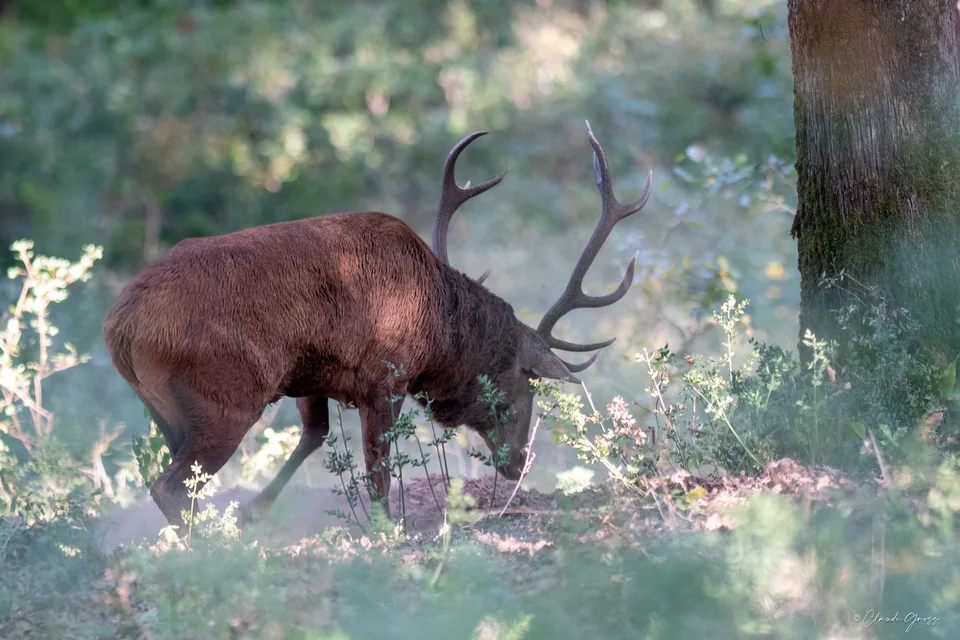 Cerf