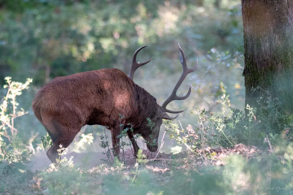 Cerf
