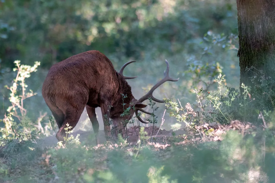 Cerf