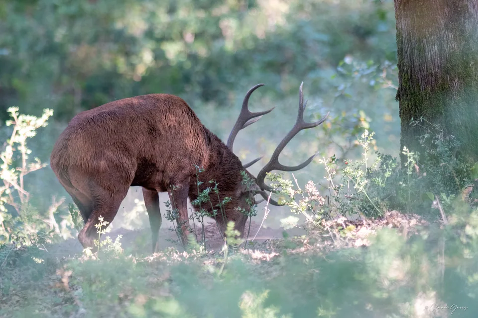 Cerf