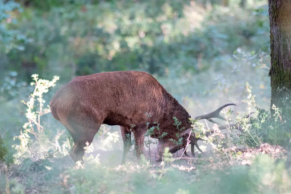 Cerf