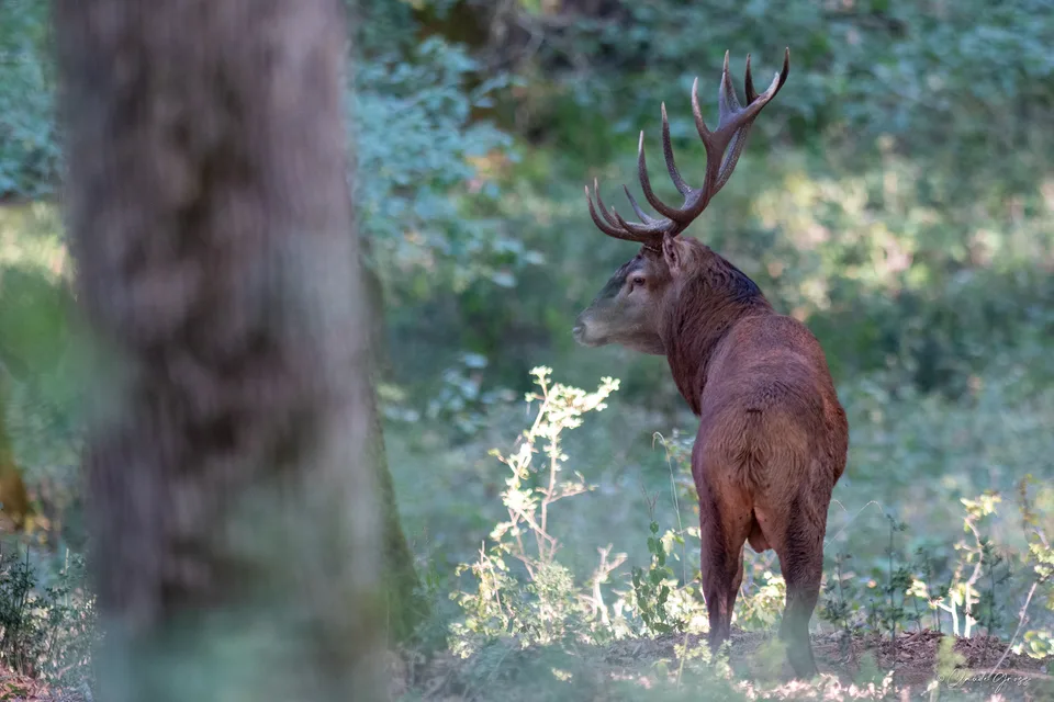 Cerf