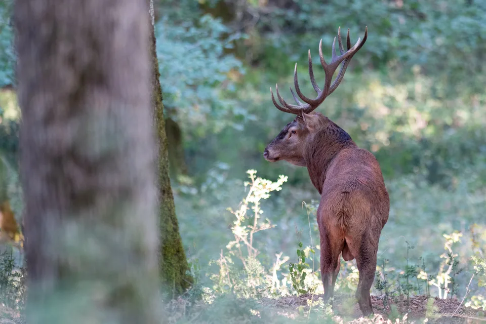 Cerf