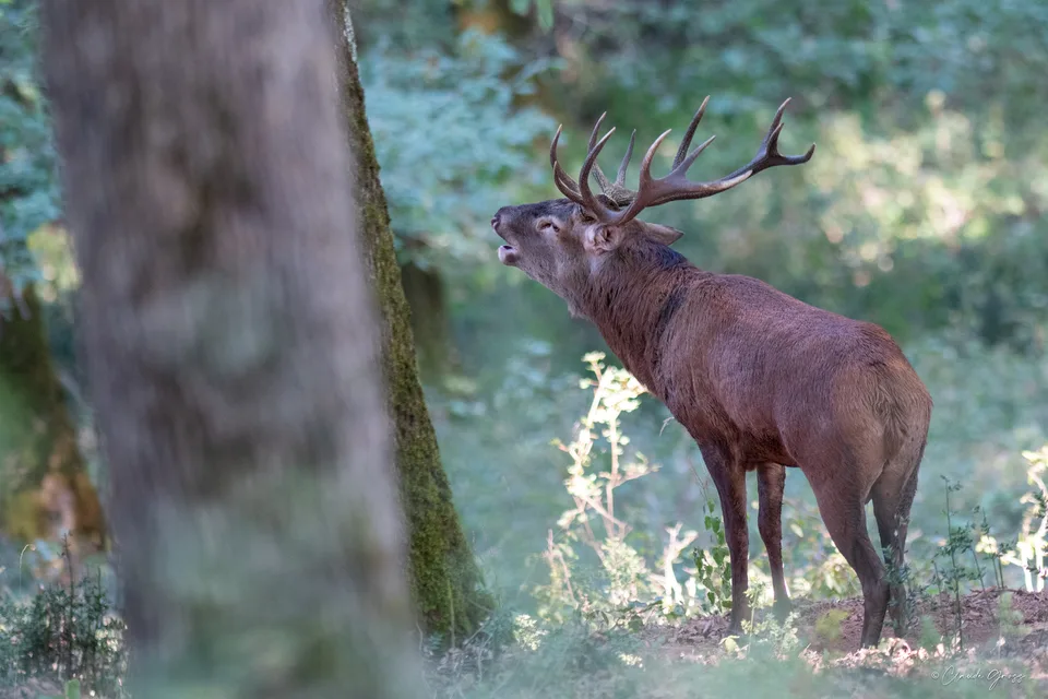 Cerf