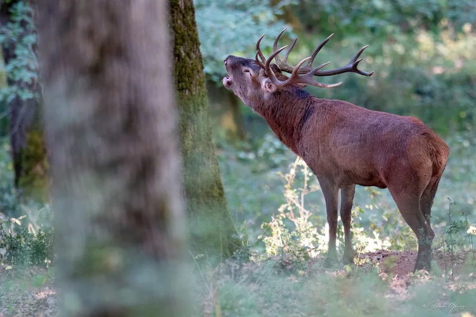 Cerf