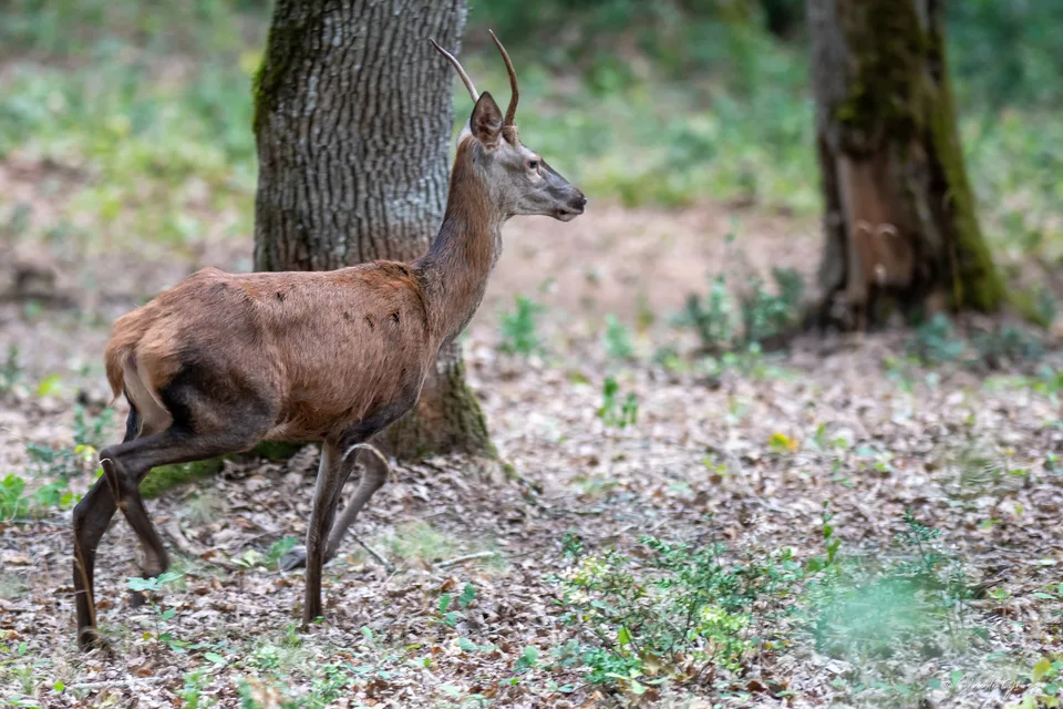 Cerf