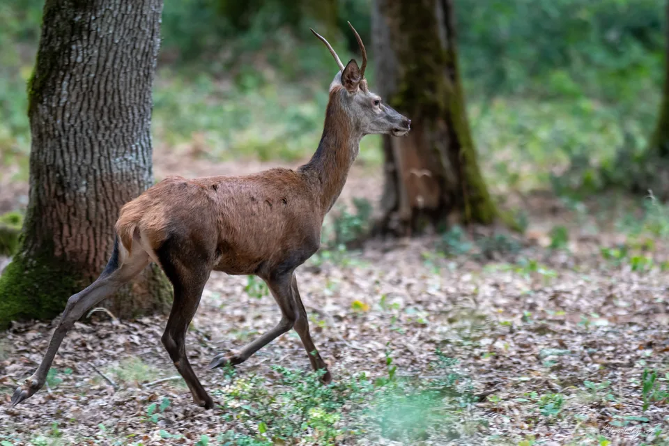 Cerf
