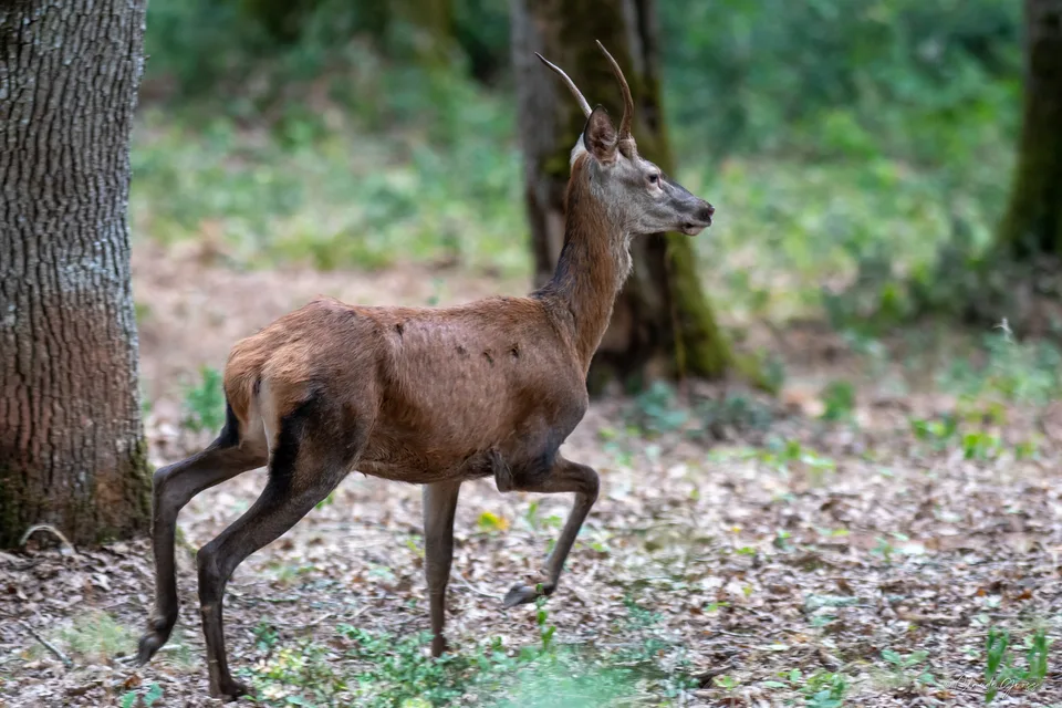 Cerf
