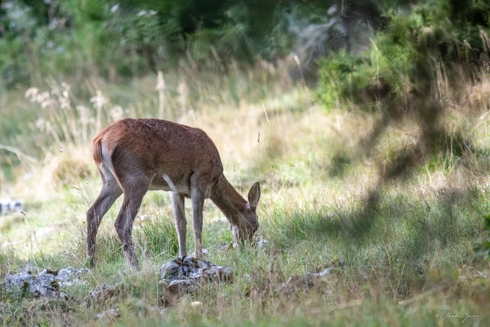 Cerf