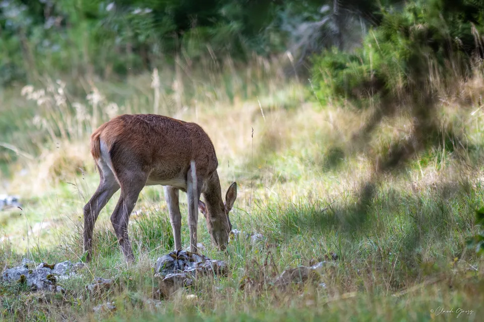Cerf