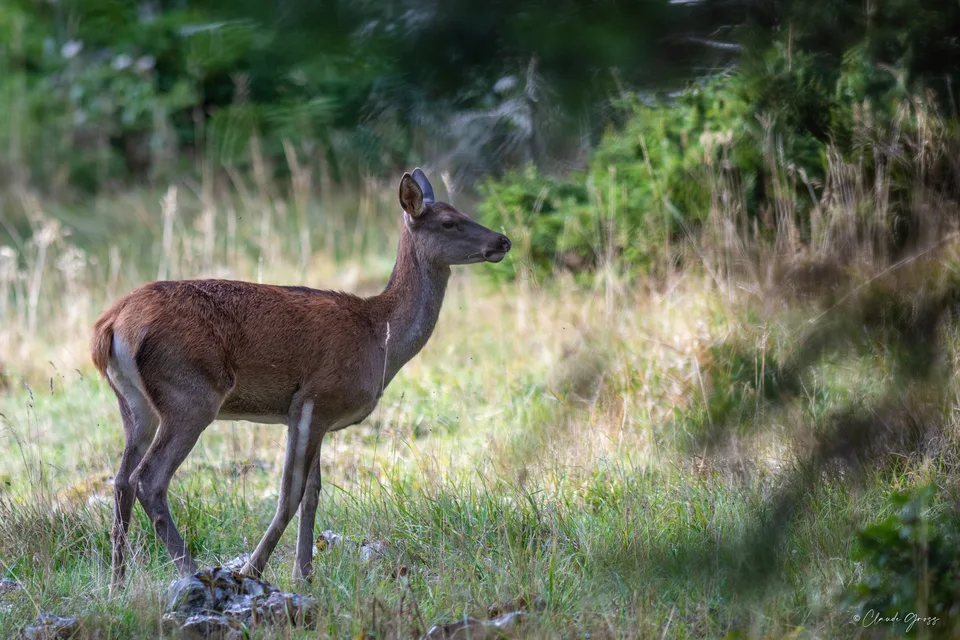 Cerf