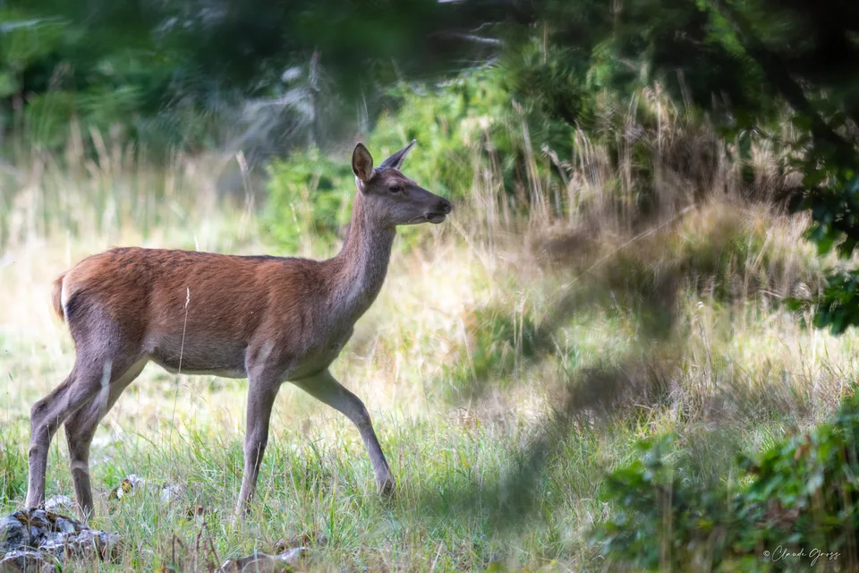 Cerf